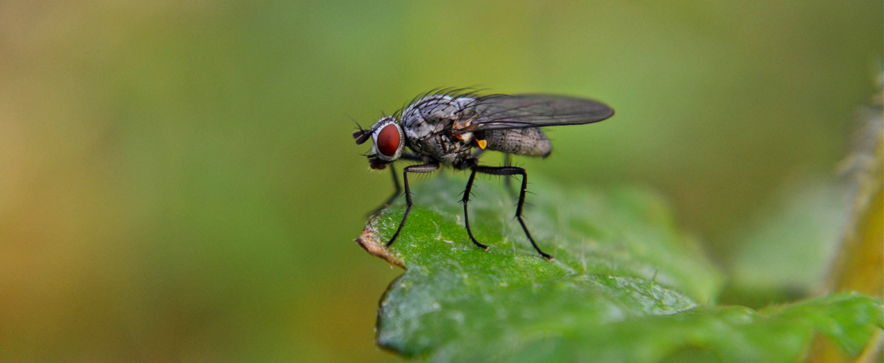 Белки насекомых позволят обнаружить «улики» рака