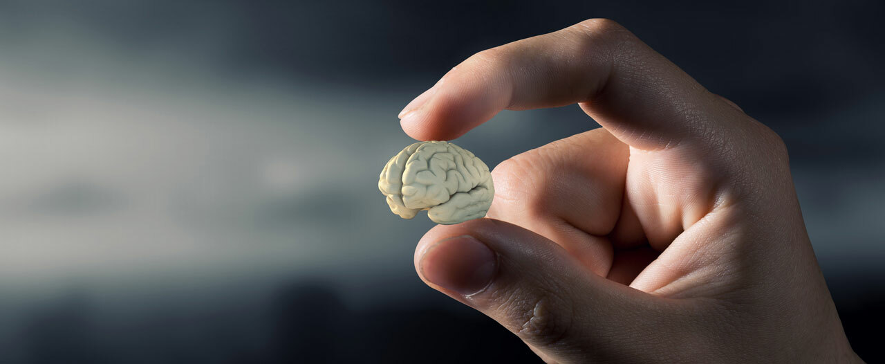 Ученые СПбГУ вырастят мозг в миниатюре для изучения аутизма