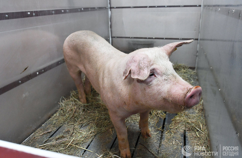 Свинья Роза перед операцией по удалению миомы матки