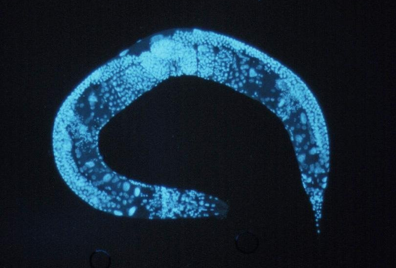 © public domain Ученые изучали процессы старения на круглых червях Caenorhabditis elegans
